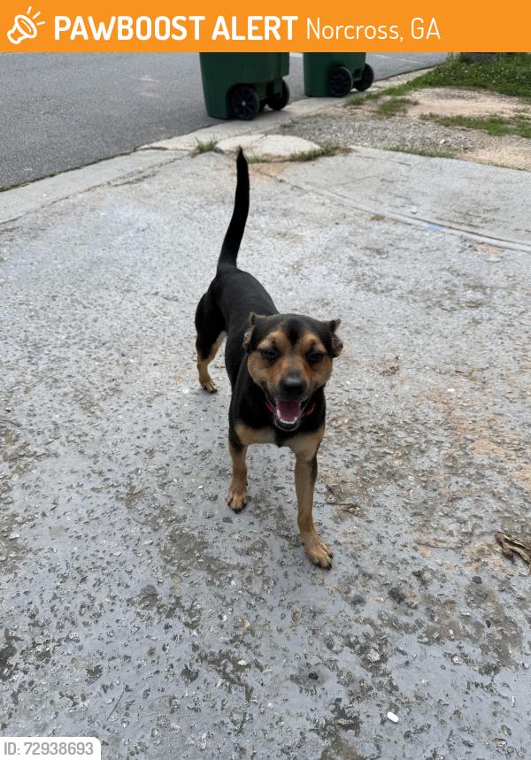 Found/Stray Male Dog last seen Downs way , Norcross, GA 30093