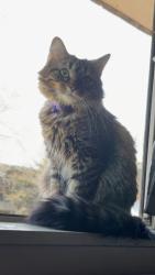 Reunited Female Cat last seen 13th and west , Wichita, KS 67212