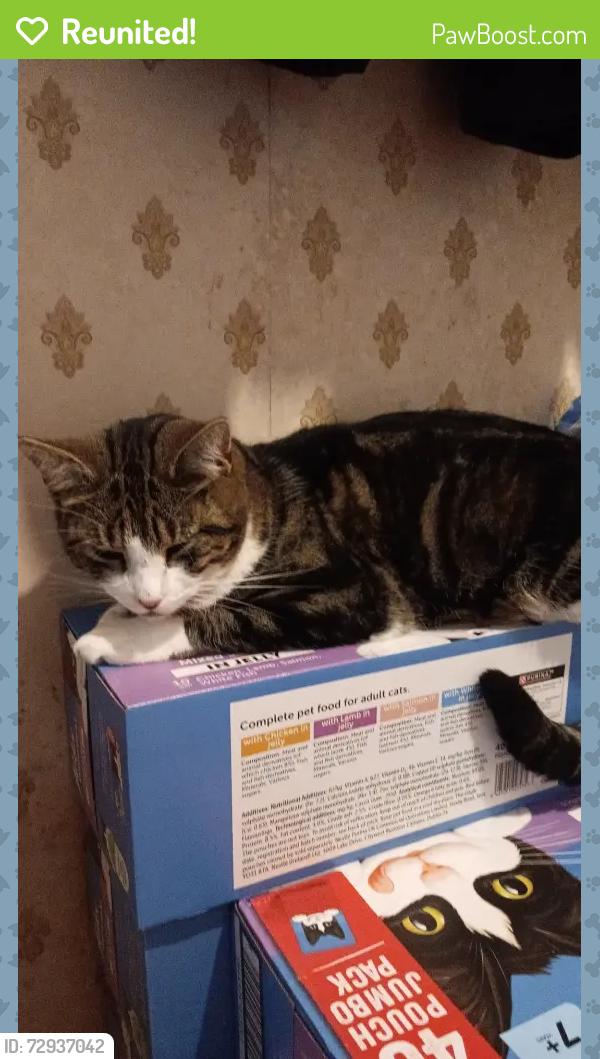 Reunited Male Cat last seen Markland, Aylestone, Aylestone, England LE2