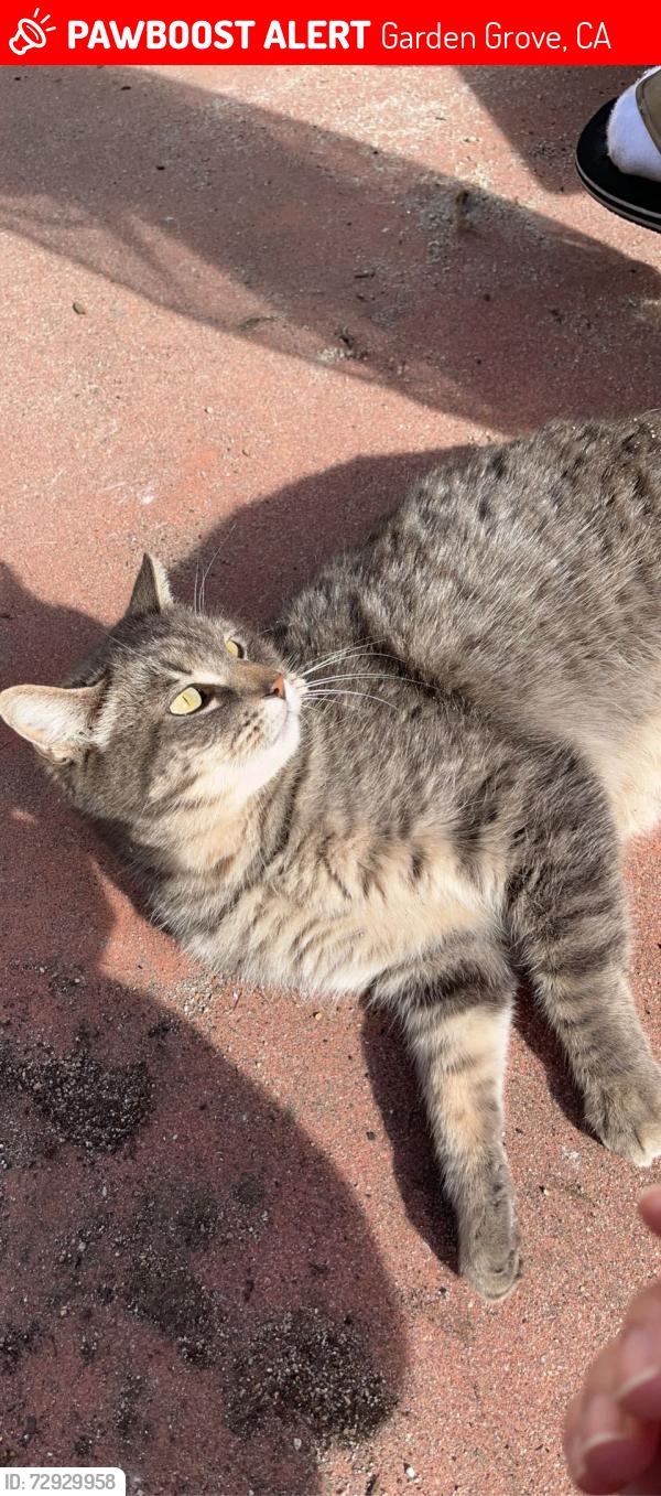 Lost Female Cat last seen Westminster x Euclid, Garden Grove, CA 92843