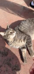Lost Female Cat last seen Westminster x Euclid, Garden Grove, CA 92843