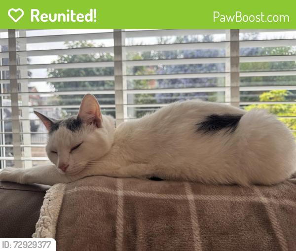 Reunited Female Cat last seen Springbank Road Gildersome, Gildersome, England LS27