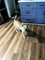 Found/Stray Female Dog last seen Twin Hills and Consuela , Houston, TX 77031