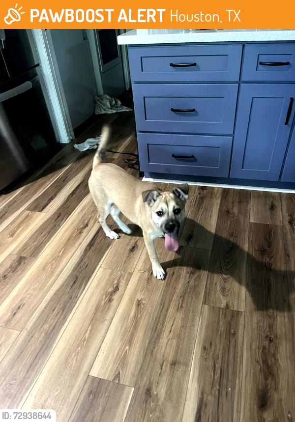 Found/Stray Female Dog last seen Twin Hills and Consuela , Houston, TX 77031