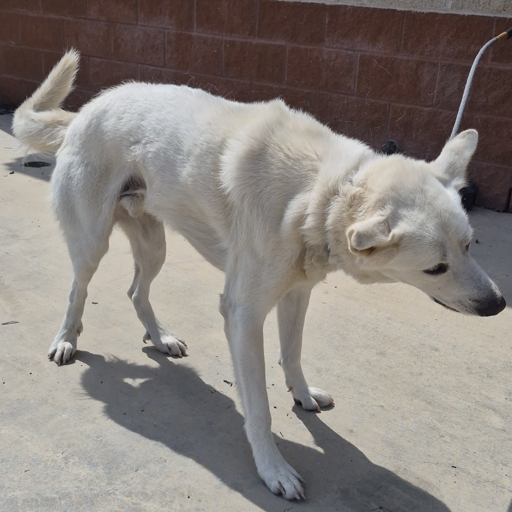 Shelter Stray Male Dog last seen , Portland, TX 78374