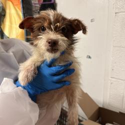 Shelter Stray Male Dog last seen , Edinburg, TX 78539