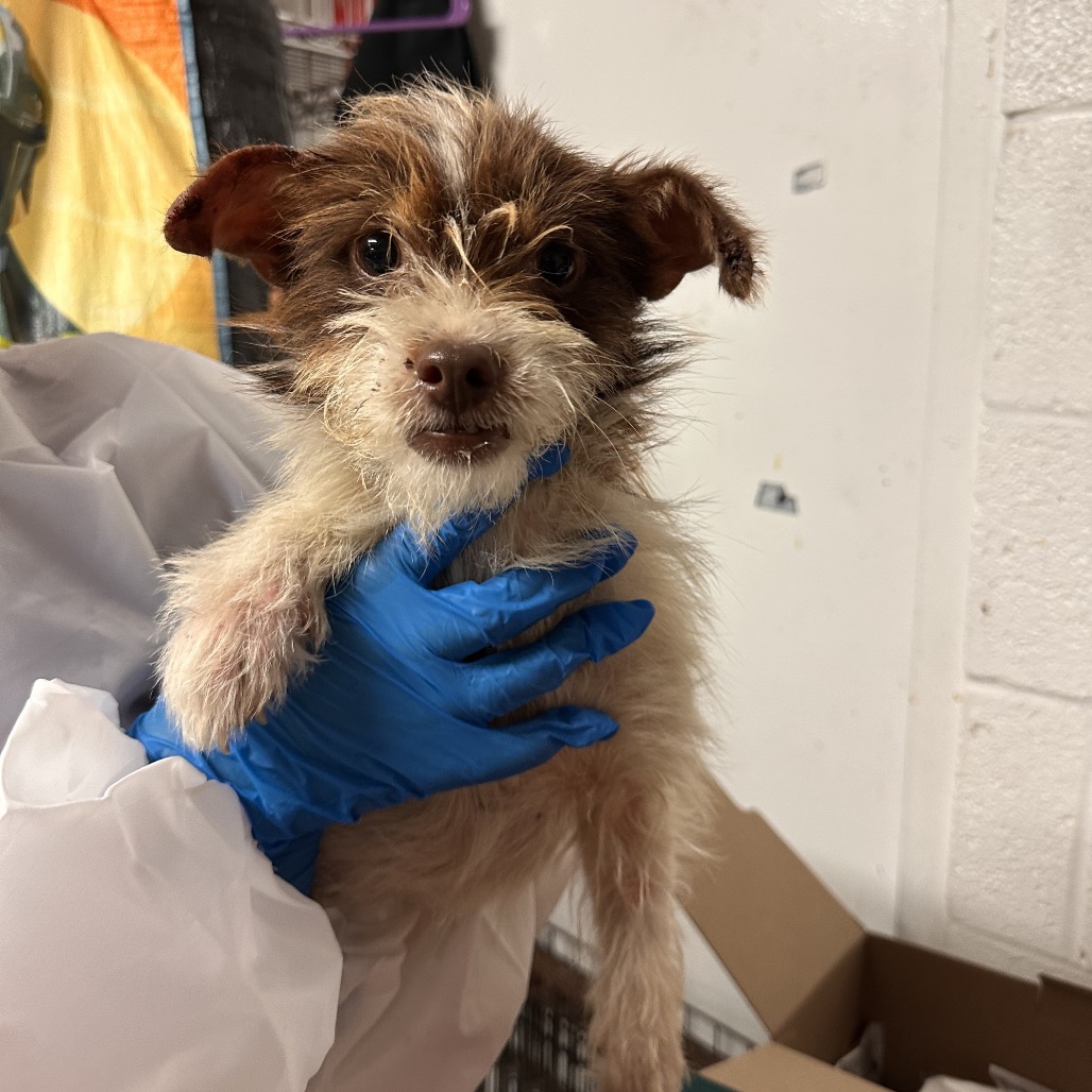 Shelter Stray Male Dog last seen , Edinburg, TX 78539