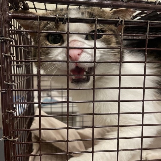 Shelter Stray Male Cat last seen , Chicago, IL 60654