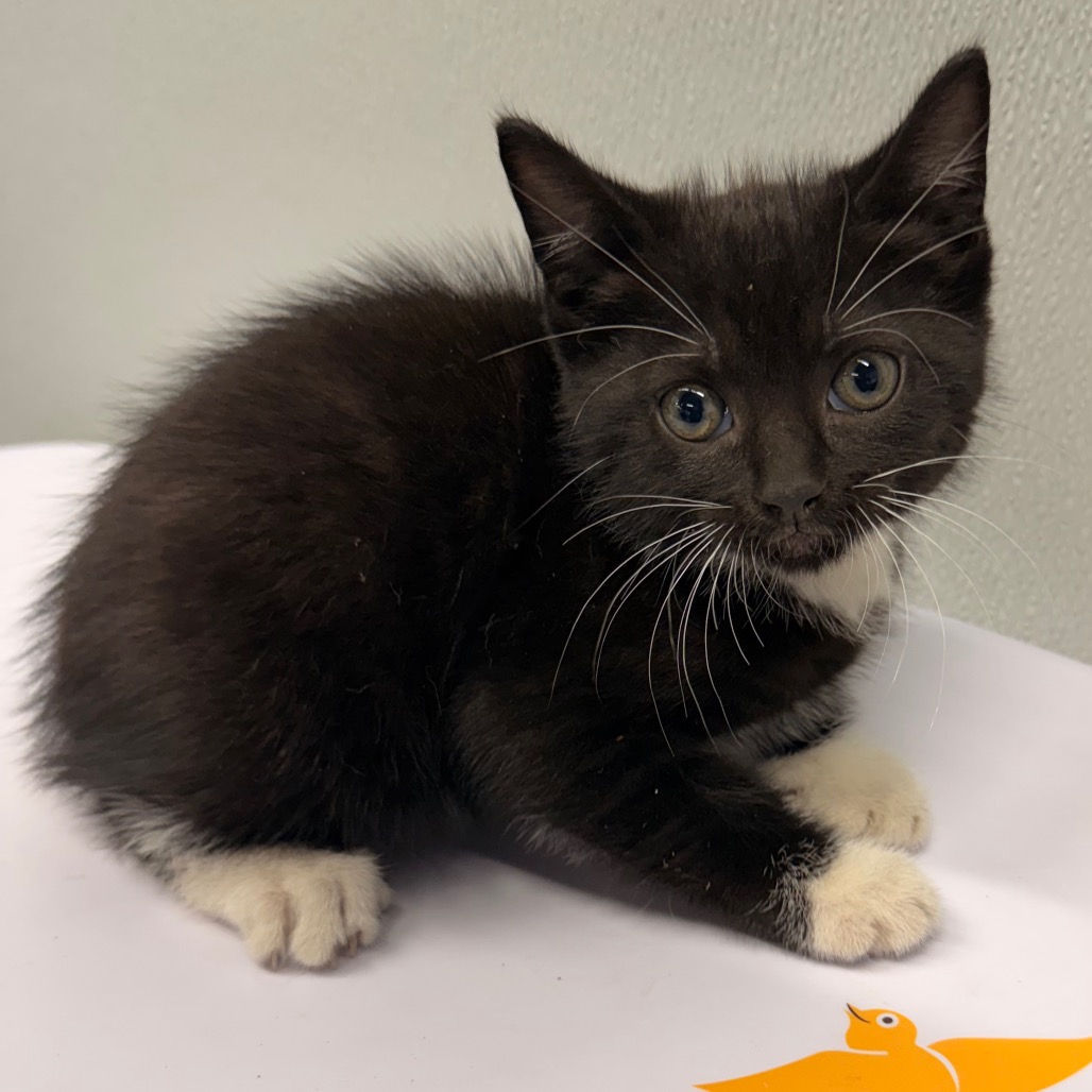Shelter Stray Female Cat last seen , 3607 N Armenia Ave, Tampa, FL 33607, USA