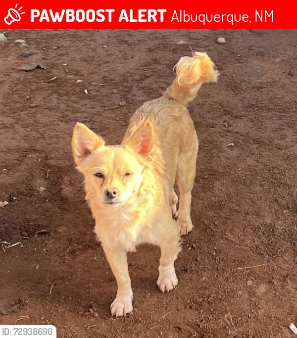 Lost Female Dog last seen menaul and broadway , Albuquerque, NM 87102