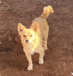 Lost Female Dog last seen menaul and broadway , Albuquerque, NM 87102