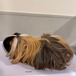 Shelter Stray Male Other last seen , Tampa, FL 33607
