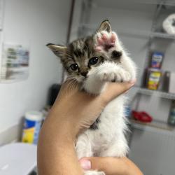 Shelter Stray Male Cat last seen , St. Louis, MO 63103