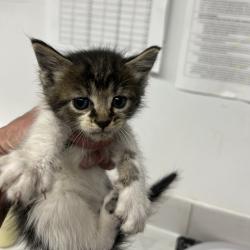 Shelter Stray Female Cat last seen , St. Louis, MO 63103