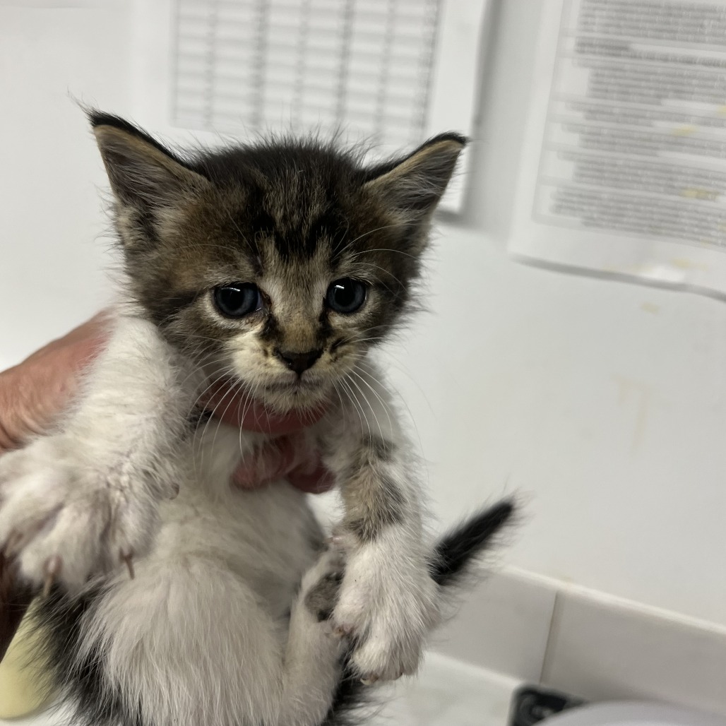 Shelter Stray Female Cat last seen , St. Louis, MO 63103