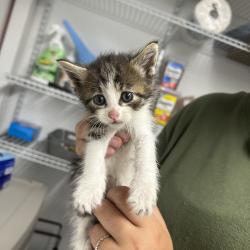 Shelter Stray Female Cat last seen , St. Louis, MO 63103