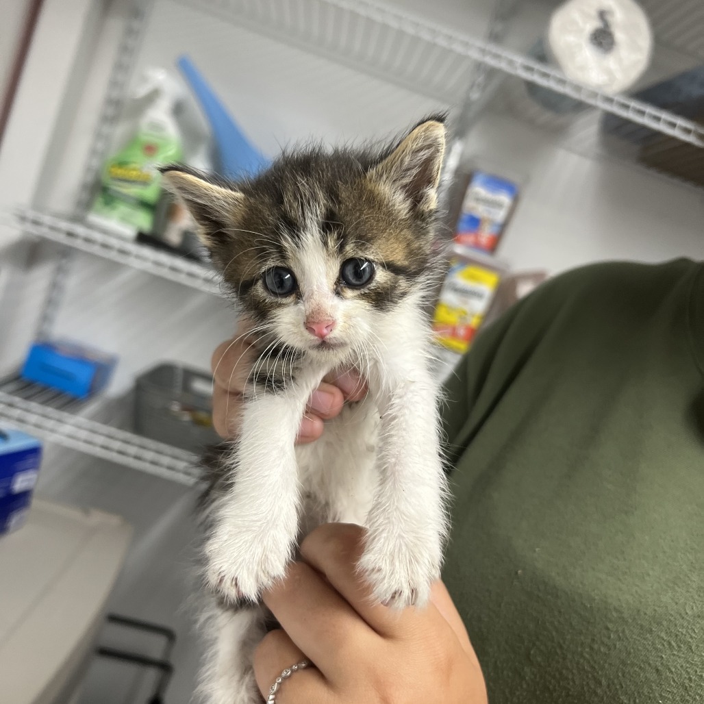 Shelter Stray Female Cat last seen , St. Louis, MO 63103