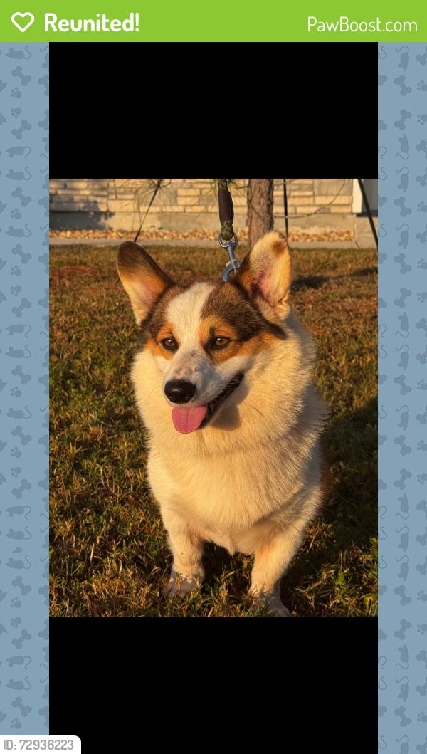 Reunited Male Dog last seen Flemington , Micanopy, FL 32667