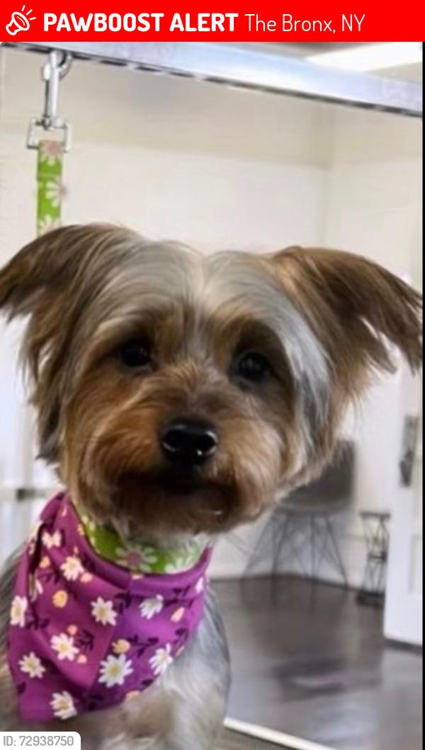 Lost Female Dog last seen 34& Arthur avenue , The Bronx, NY 10460