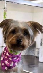 Lost Female Dog last seen 34& Arthur avenue , The Bronx, NY 10460