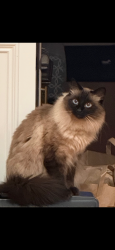 Lost Male Cat last seen Ina Ct, Alamo, Alamo, CA 94507