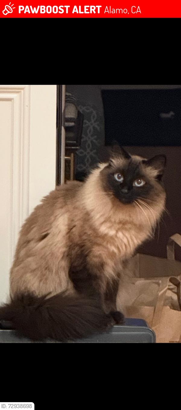 Lost Male Cat last seen Ina Ct, Alamo, Alamo, CA 94507