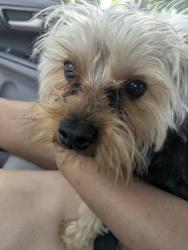 Found/Stray Unknown Dog last seen Putnam Ave and Franklin st, Cambridge, MA 02139
