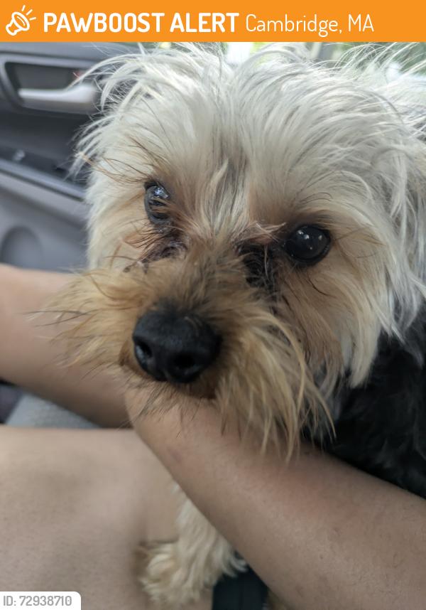 Found/Stray Unknown Dog last seen Putnam Ave and Franklin st, Cambridge, MA 02139