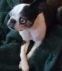 Lost Male Dog last seen Highway 33 and Cashion turn off, Cashion, OK 73016