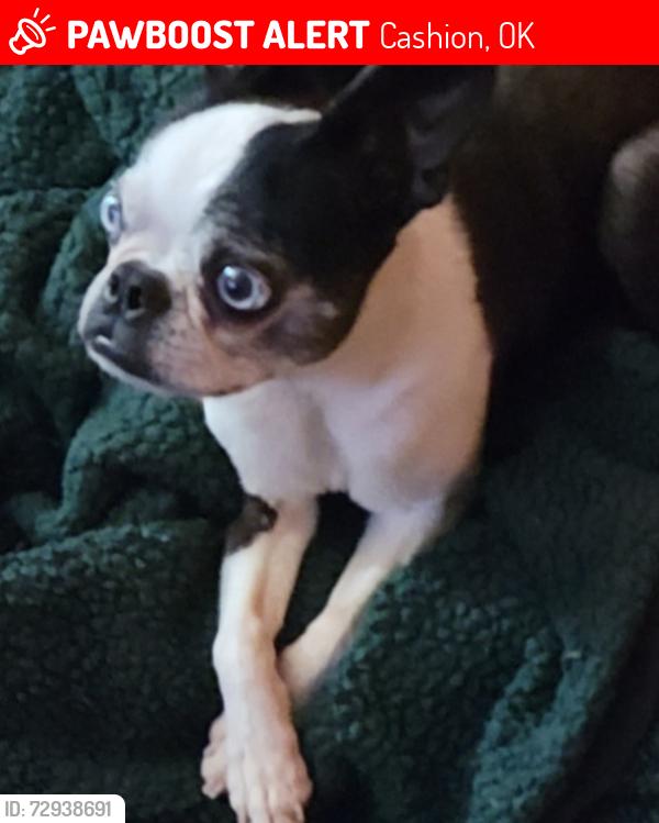 Lost Male Dog last seen Highway 33 and Cashion turn off, Cashion, OK 73016
