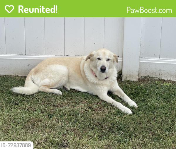 Reunited Female Dog last seen Wilson Farm Road and NC 43, Greenville, NC 27858