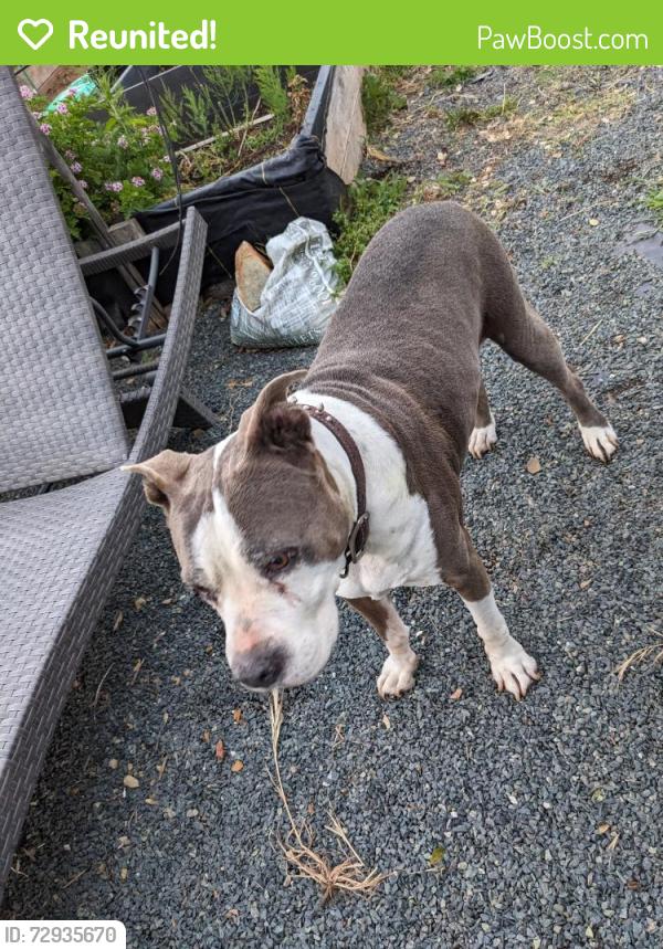 Reunited Female Dog last seen Near bean rd, Auburn, CA 95603