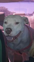 Lost Female Dog last seen Between Vance Jackson and West Avenue, San Antonio, TX 78213