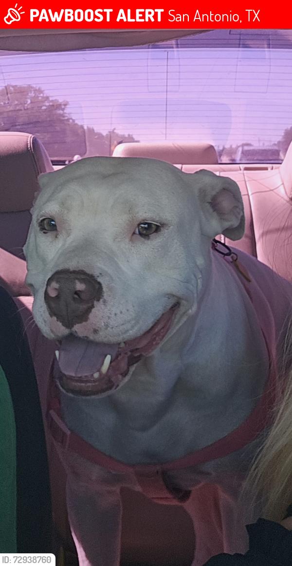Lost Female Dog last seen Between Vance Jackson and West Avenue, San Antonio, TX 78213
