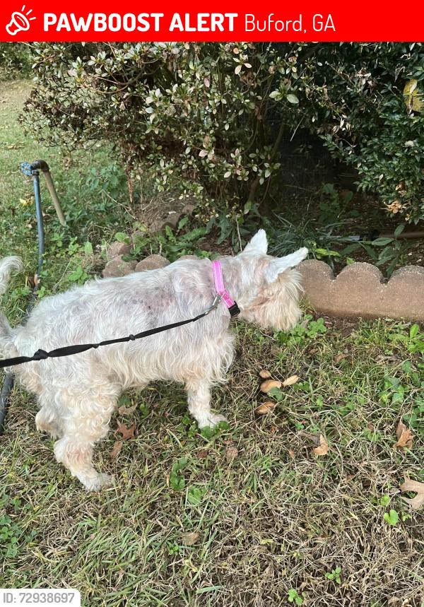 Lost Female Dog last seen Power Avenue/Williams street, Buford, GA 30518