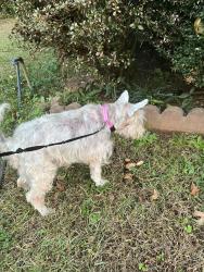 Lost Female Dog last seen Power Avenue/Williams street, Buford, GA 30518