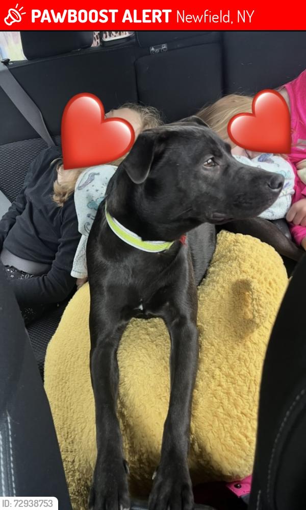 Lost Female Dog last seen RT 13 in Newfield near Dollar General/Alpine Junction, Newfield, NY 14867