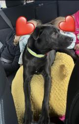 Lost Female Dog last seen RT 13 in Newfield near Dollar General/Alpine Junction, Newfield, NY 14867