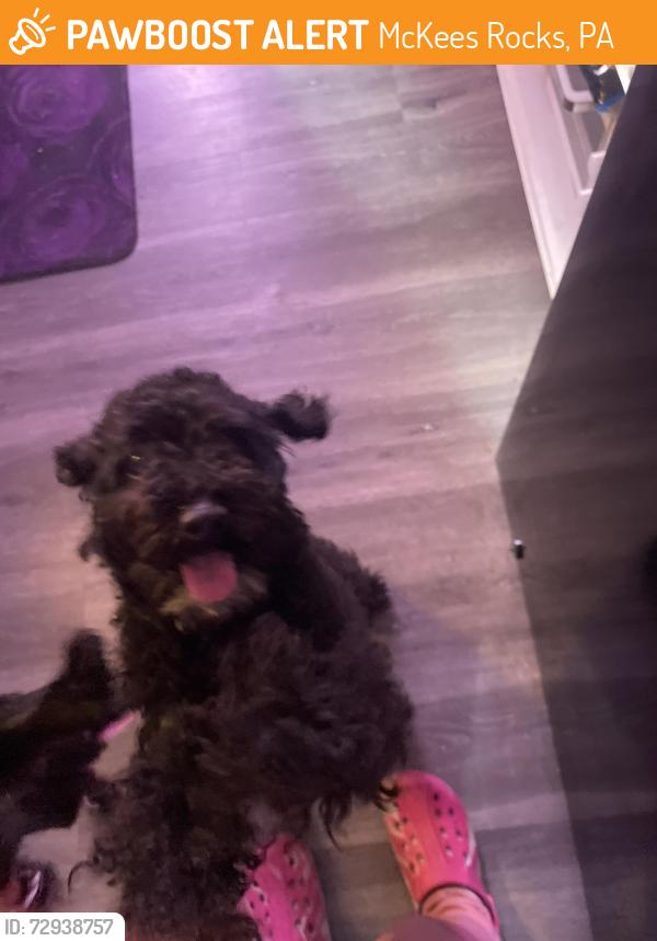 Found/Stray Female Dog last seen 1140Dorhmen st Pittsburgh PA 15136, McKees Rocks, PA 15136