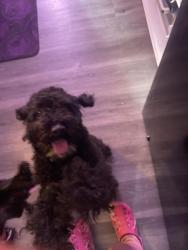 Found/Stray Female Dog last seen 1140Dorhmen st Pittsburgh PA 15136, McKees Rocks, PA 15136