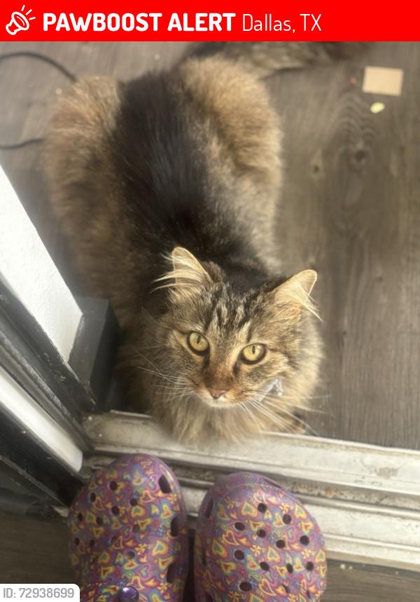 Lost Female Cat last seen ADLETA BY 7/11, Dallas, TX 75243