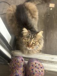 Lost Female Cat last seen ADLETA BY 7/11, Dallas, TX 75243