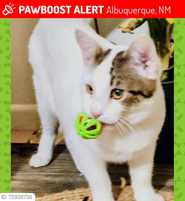 Lost Female Cat last seen Montgomery y Washington , Albuquerque, NM 87109