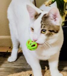 Lost Female Cat last seen Montgomery y Washington , Albuquerque, NM 87109