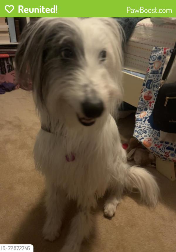 Reunited Male Dog last seen Near bloomington road, Madison Township, PA 18444