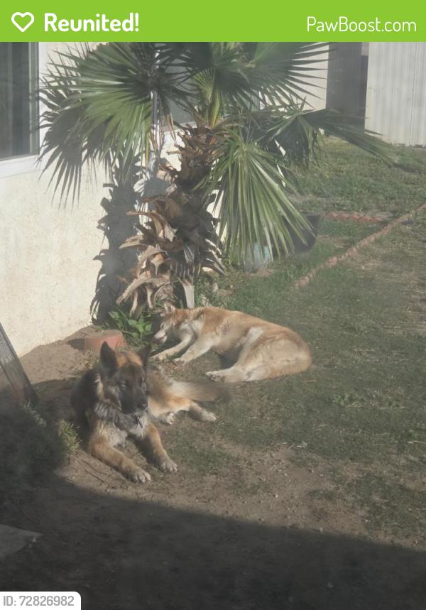 Reunited Female Dog last seen Alder and Foothill right by the Arco Gas Station, Fontana, CA 92335