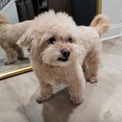 Reunited Female Dog last seen Seasons Subdivision , Pendergrass, GA 30567