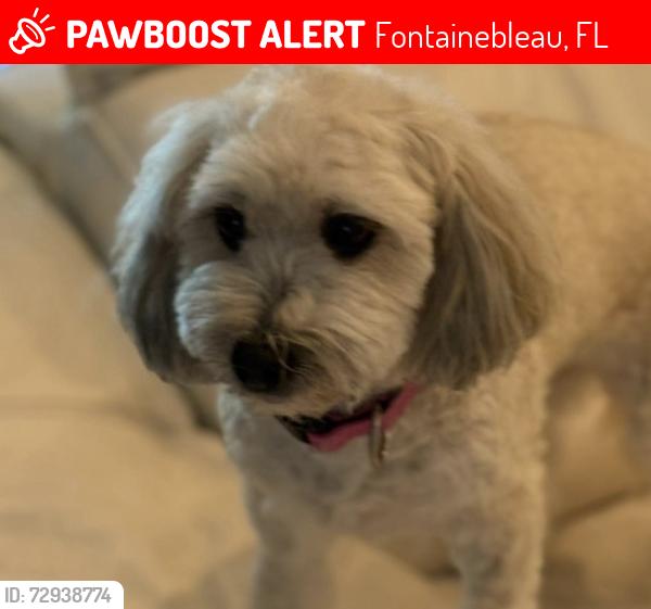 Lost Female Dog last seen Near Ave and 32 street, Fontainebleau, FL 33174