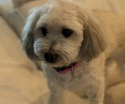 Lost Female Dog last seen Near Ave and 32 street, Fontainebleau, FL 33174