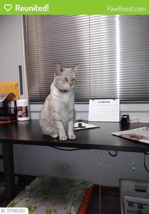 Reunited Female Cat last seen Between piggy wiggly and AutoZone near the fence, Bowdon, GA 30108